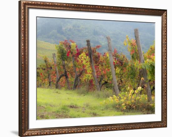 Europe, Italy, Tuscany. Vineyard in the Chianti Region of Tuscany-Julie Eggers-Framed Photographic Print