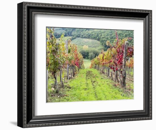 Europe, Italy, Tuscany. Vineyard in the Chianti Region of Tuscany-Julie Eggers-Framed Premium Photographic Print