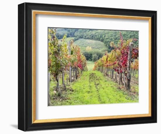 Europe, Italy, Tuscany. Vineyard in the Chianti Region of Tuscany-Julie Eggers-Framed Premium Photographic Print