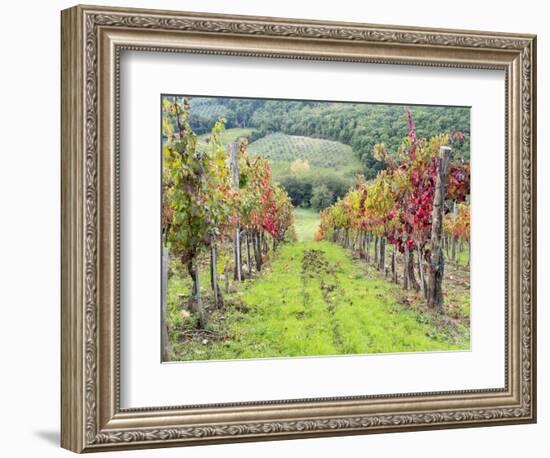 Europe, Italy, Tuscany. Vineyard in the Chianti Region of Tuscany-Julie Eggers-Framed Photographic Print