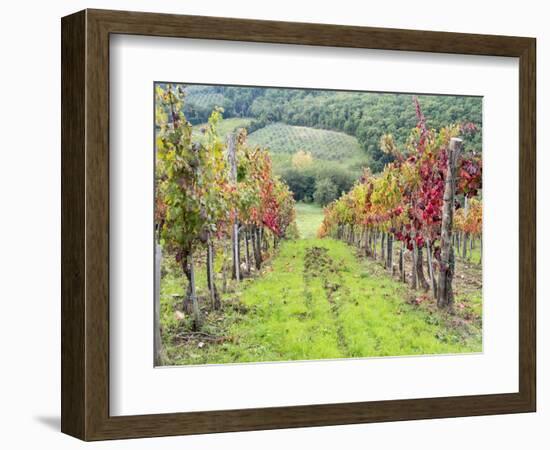 Europe, Italy, Tuscany. Vineyard in the Chianti Region of Tuscany-Julie Eggers-Framed Photographic Print