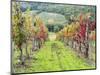 Europe, Italy, Tuscany. Vineyard in the Chianti Region of Tuscany-Julie Eggers-Mounted Photographic Print