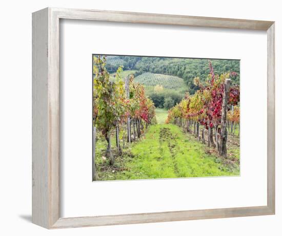 Europe, Italy, Tuscany. Vineyard in the Chianti Region of Tuscany-Julie Eggers-Framed Photographic Print