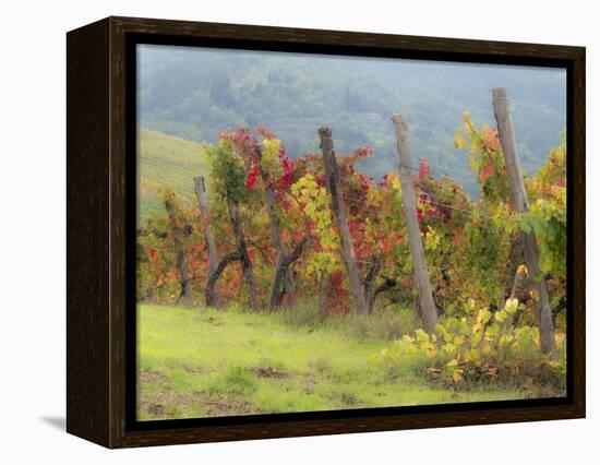 Europe, Italy, Tuscany. Vineyard in the Chianti Region of Tuscany-Julie Eggers-Framed Premier Image Canvas