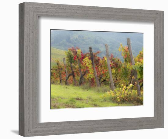 Europe, Italy, Tuscany. Vineyard in the Chianti Region of Tuscany-Julie Eggers-Framed Photographic Print