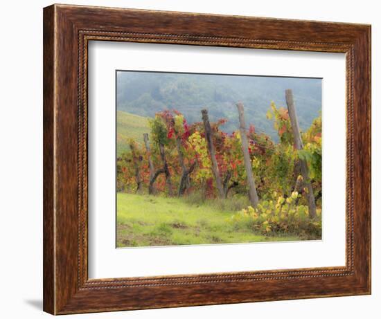 Europe, Italy, Tuscany. Vineyard in the Chianti Region of Tuscany-Julie Eggers-Framed Photographic Print