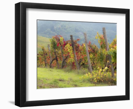 Europe, Italy, Tuscany. Vineyard in the Chianti Region of Tuscany-Julie Eggers-Framed Photographic Print