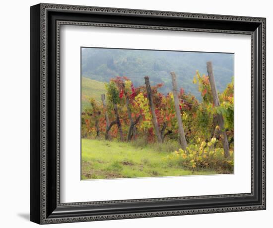 Europe, Italy, Tuscany. Vineyard in the Chianti Region of Tuscany-Julie Eggers-Framed Photographic Print