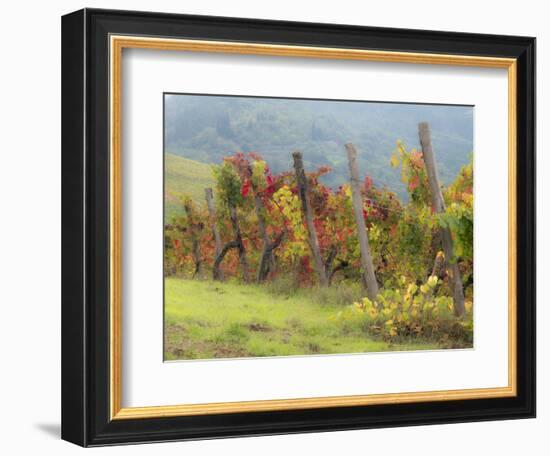 Europe, Italy, Tuscany. Vineyard in the Chianti Region of Tuscany-Julie Eggers-Framed Photographic Print