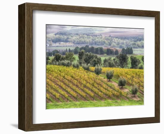 Europe, Italy, Tuscany. Vineyards and Olive Trees in Autumn-Julie Eggers-Framed Photographic Print