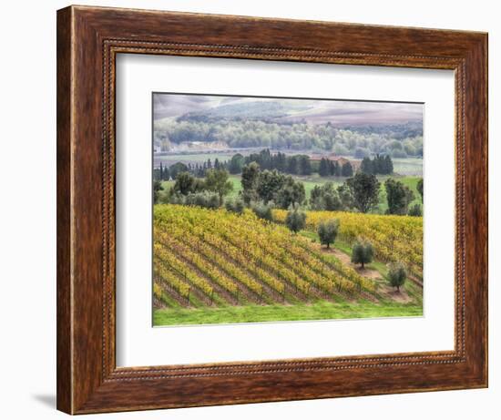 Europe, Italy, Tuscany. Vineyards and Olive Trees in Autumn-Julie Eggers-Framed Photographic Print