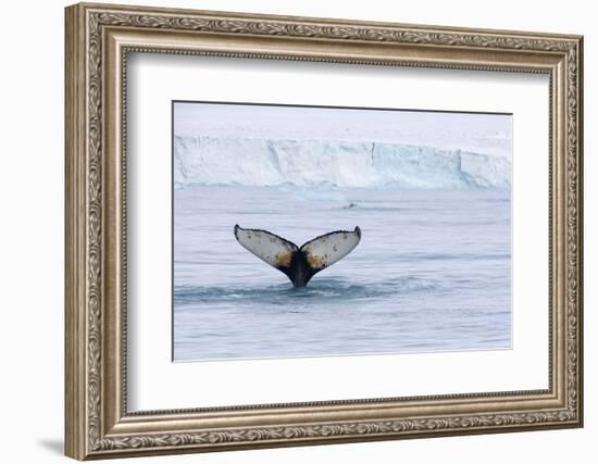 Europe, Norway, Svalbard. Humpback Whale's Tail Flukes in Dive-Jaynes Gallery-Framed Photographic Print