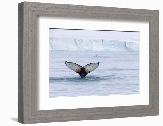 Europe, Norway, Svalbard. Humpback Whale's Tail Flukes in Dive-Jaynes Gallery-Framed Photographic Print