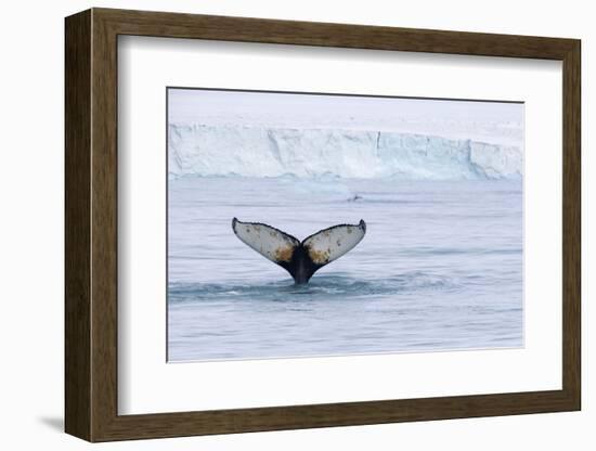 Europe, Norway, Svalbard. Humpback Whale's Tail Flukes in Dive-Jaynes Gallery-Framed Photographic Print