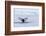 Europe, Norway, Svalbard. Humpback Whale's Tail Flukes in Dive-Jaynes Gallery-Framed Photographic Print