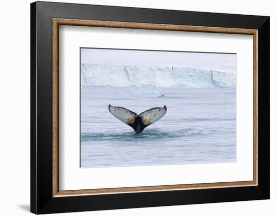 Europe, Norway, Svalbard. Humpback Whale's Tail Flukes in Dive-Jaynes Gallery-Framed Photographic Print