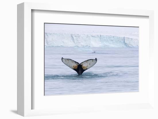 Europe, Norway, Svalbard. Humpback Whale's Tail Flukes in Dive-Jaynes Gallery-Framed Photographic Print