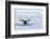 Europe, Norway, Svalbard. Humpback Whale's Tail Flukes in Dive-Jaynes Gallery-Framed Photographic Print