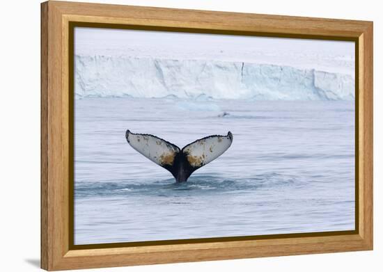 Europe, Norway, Svalbard. Humpback Whale's Tail Flukes in Dive-Jaynes Gallery-Framed Premier Image Canvas