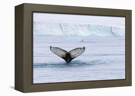 Europe, Norway, Svalbard. Humpback Whale's Tail Flukes in Dive-Jaynes Gallery-Framed Premier Image Canvas