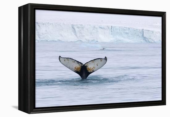 Europe, Norway, Svalbard. Humpback Whale's Tail Flukes in Dive-Jaynes Gallery-Framed Premier Image Canvas