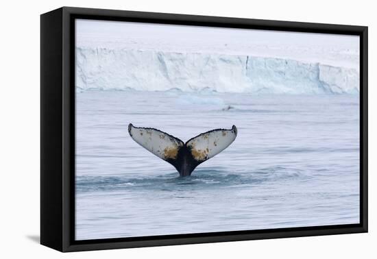 Europe, Norway, Svalbard. Humpback Whale's Tail Flukes in Dive-Jaynes Gallery-Framed Premier Image Canvas