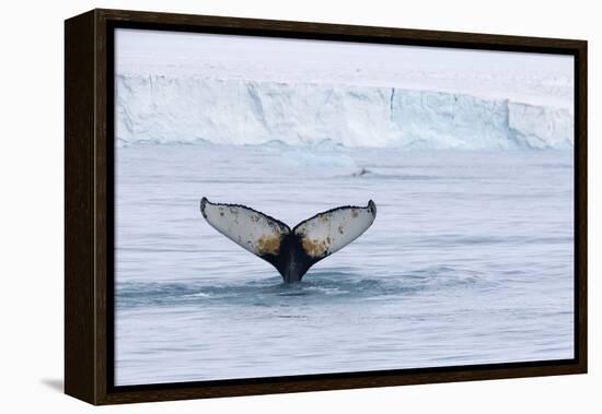 Europe, Norway, Svalbard. Humpback Whale's Tail Flukes in Dive-Jaynes Gallery-Framed Premier Image Canvas