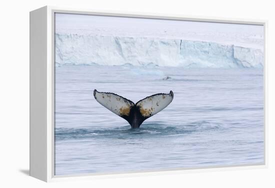 Europe, Norway, Svalbard. Humpback Whale's Tail Flukes in Dive-Jaynes Gallery-Framed Premier Image Canvas