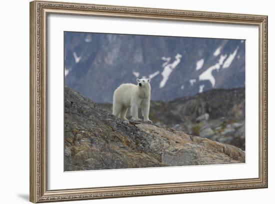Europe, Norway, Svalbard. Polar Bear Walks across a Rocky Terrain-Jaynes Gallery-Framed Photographic Print