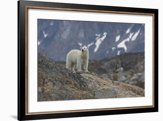 Europe, Norway, Svalbard. Polar Bear Walks across a Rocky Terrain-Jaynes Gallery-Framed Photographic Print
