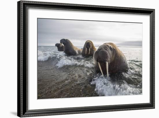 Europe, Norway, Svalbard. Walruses Emerge from the Sea-Jaynes Gallery-Framed Photographic Print