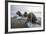 Europe, Norway, Svalbard. Walruses Emerge from the Sea-Jaynes Gallery-Framed Photographic Print