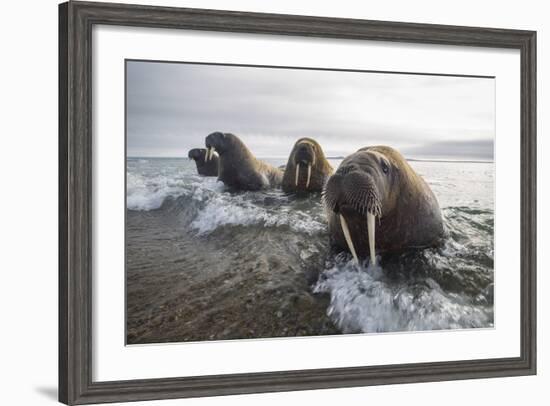 Europe, Norway, Svalbard. Walruses Emerge from the Sea-Jaynes Gallery-Framed Photographic Print