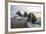 Europe, Norway, Svalbard. Walruses Emerge from the Sea-Jaynes Gallery-Framed Photographic Print