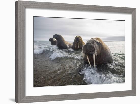 Europe, Norway, Svalbard. Walruses Emerge from the Sea-Jaynes Gallery-Framed Photographic Print