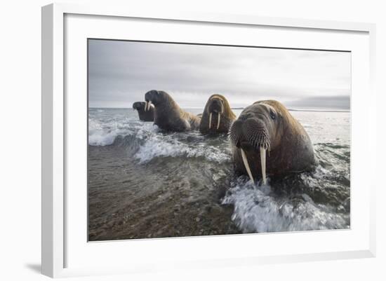 Europe, Norway, Svalbard. Walruses Emerge from the Sea-Jaynes Gallery-Framed Photographic Print