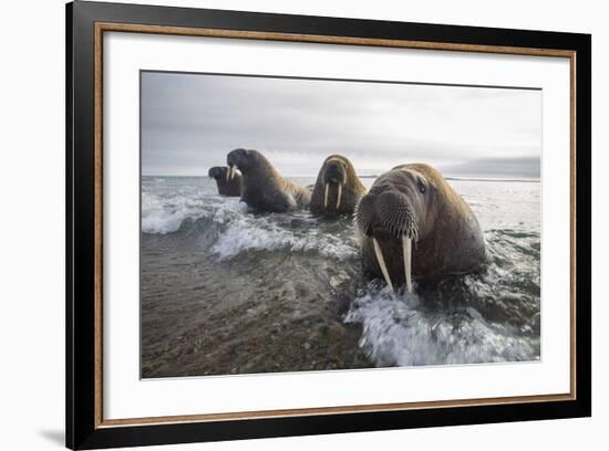 Europe, Norway, Svalbard. Walruses Emerge from the Sea-Jaynes Gallery-Framed Photographic Print