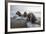 Europe, Norway, Svalbard. Walruses Emerge from the Sea-Jaynes Gallery-Framed Photographic Print