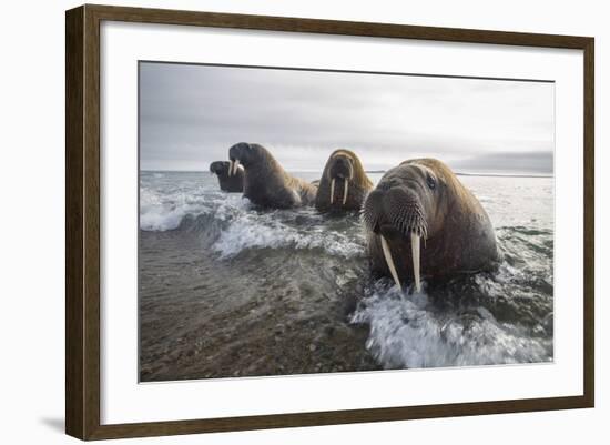 Europe, Norway, Svalbard. Walruses Emerge from the Sea-Jaynes Gallery-Framed Photographic Print