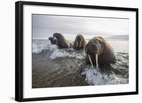 Europe, Norway, Svalbard. Walruses Emerge from the Sea-Jaynes Gallery-Framed Photographic Print