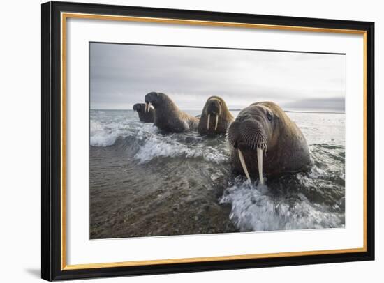 Europe, Norway, Svalbard. Walruses Emerge from the Sea-Jaynes Gallery-Framed Photographic Print