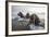 Europe, Norway, Svalbard. Walruses Emerge from the Sea-Jaynes Gallery-Framed Photographic Print