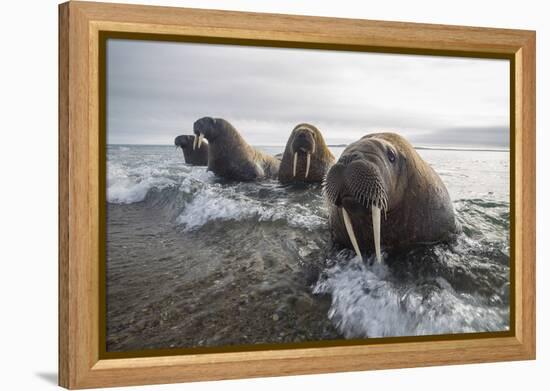 Europe, Norway, Svalbard. Walruses Emerge from the Sea-Jaynes Gallery-Framed Premier Image Canvas