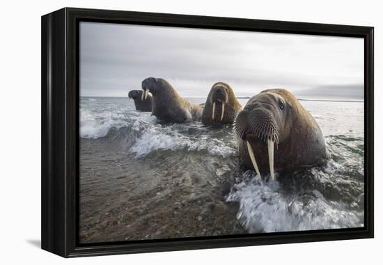 Europe, Norway, Svalbard. Walruses Emerge from the Sea-Jaynes Gallery-Framed Premier Image Canvas