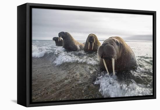 Europe, Norway, Svalbard. Walruses Emerge from the Sea-Jaynes Gallery-Framed Premier Image Canvas