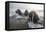 Europe, Norway, Svalbard. Walruses Emerge from the Sea-Jaynes Gallery-Framed Premier Image Canvas