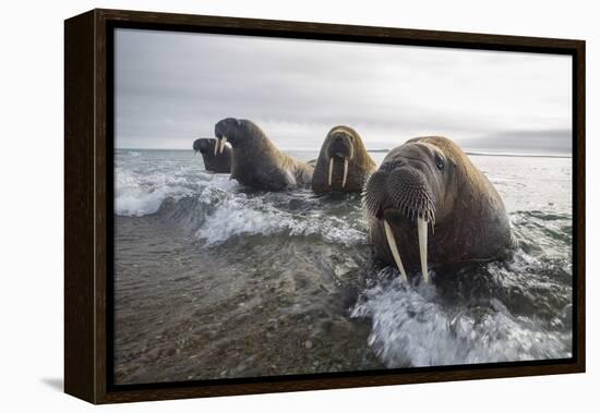 Europe, Norway, Svalbard. Walruses Emerge from the Sea-Jaynes Gallery-Framed Premier Image Canvas
