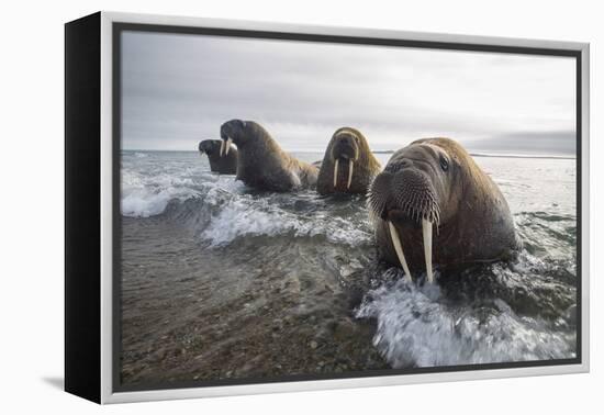 Europe, Norway, Svalbard. Walruses Emerge from the Sea-Jaynes Gallery-Framed Premier Image Canvas