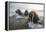 Europe, Norway, Svalbard. Walruses Emerge from the Sea-Jaynes Gallery-Framed Premier Image Canvas