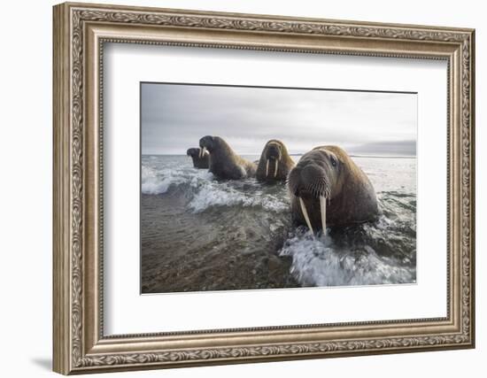 Europe, Norway, Svalbard. Walruses Emerge from the Sea-Jaynes Gallery-Framed Photographic Print